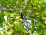Elefantentrekking in Pang Nga Tonprai Wasserfall Naturpfad 10 cm grosse Spinne (TH).
